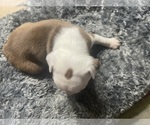 Small Photo #4 Boston Terrier Puppy For Sale in WINTER HAVEN, FL, USA