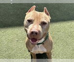 Small #4 American Pit Bull Terrier