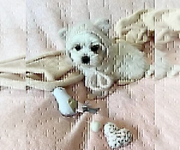 Medium Photo #10 Maltese Puppy For Sale in DACULA, GA, USA