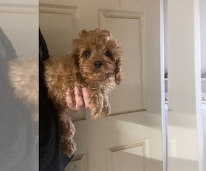 Cavapoo Puppy for sale in MCMINNVILLE, TN, USA