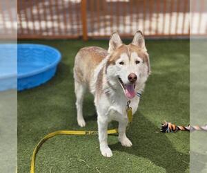 BALTO - Male Siberian Husky-Unknown Mix Dog for Adoption - Photo #2