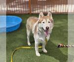 Small #1 Siberian Husky Mix