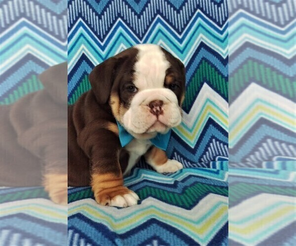 Medium Photo #3 Bulldog Puppy For Sale in LANCASTER, PA, USA