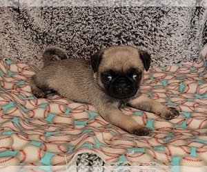Pug Puppy for sale in PARSONS, KS, USA