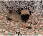 Image preview for Ad Listing. Nickname: Puppies