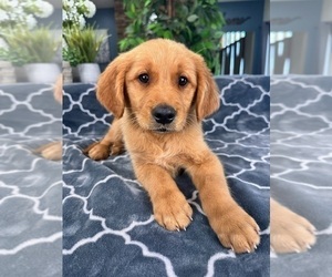 Golden Retriever Puppy for sale in GREENFIELD, IN, USA