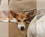 Small #2 Whippet Mix