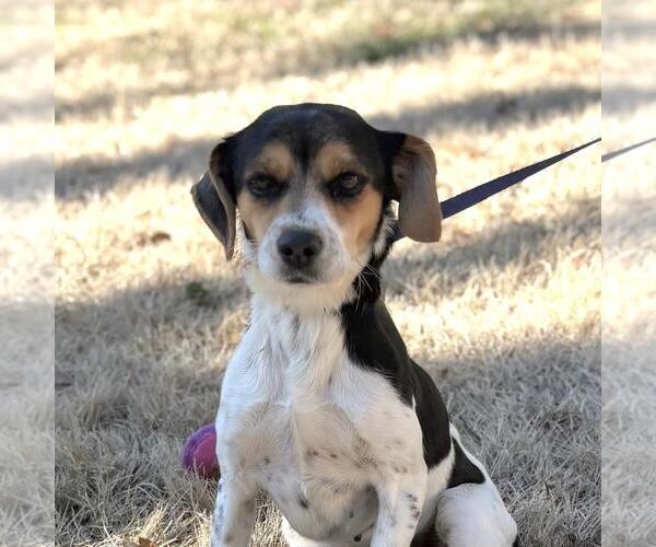 Medium Photo #1 Raggle Puppy For Sale in Yardley, PA, USA