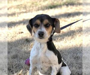 Raggle Dogs for adoption in Yardley, PA, USA