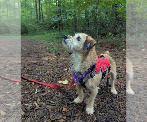 Medium Photo #3 Mutt Puppy For Sale in Ellijay, GA, USA