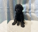 Small Photo #5 Goldendoodle Puppy For Sale in DENVER, NC, USA