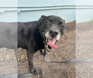 Sadie - Female Labrador Retriever-Unknown Mix Dog for Adoption - Photo #22