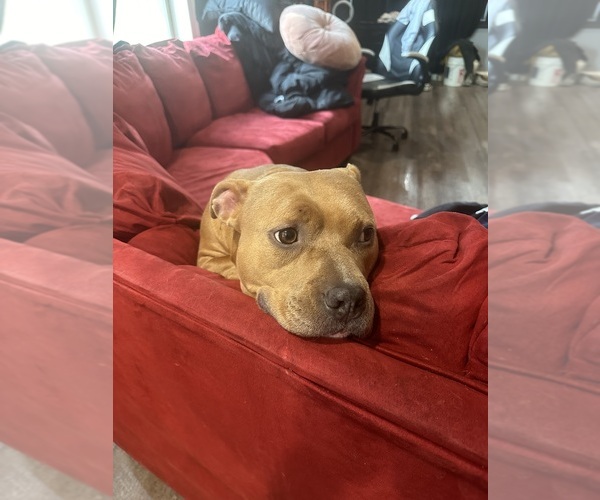 Medium Photo #1 American Bully-Bullboxer Pit Mix Puppy For Sale in CLIFTON, NJ, USA
