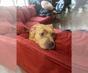 Father of the American Bully-Bullboxer Pit Mix puppies born on 04/12/2025