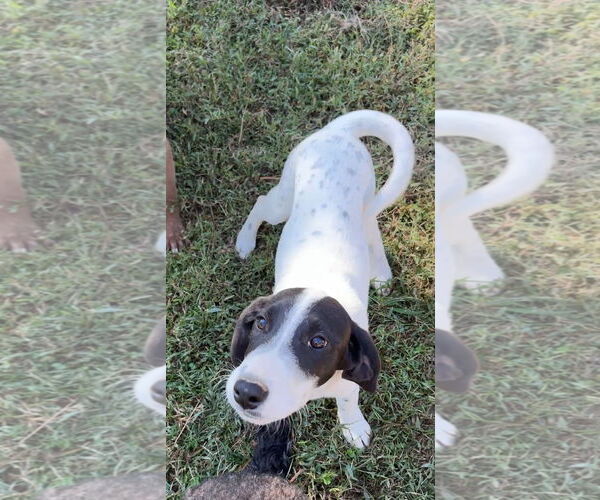 Medium Photo #3 Lab-Pointer Puppy For Sale in Harrison, AR, USA