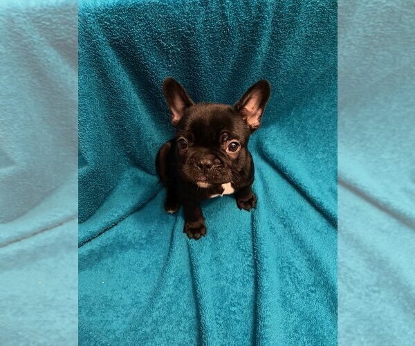 Medium Photo #2 French Bulldog Puppy For Sale in LANCASTER, OH, USA