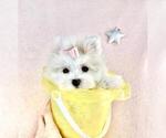 Small Photo #8 Maltese Puppy For Sale in FORT LAUDERDALE, FL, USA