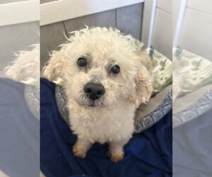 Poodle (Miniature)-Unknown Mix Dogs for adoption in Pacolet, SC, USA