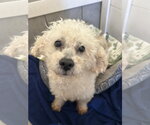 Small Poodle (Miniature) Mix