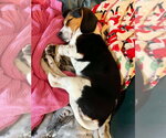 Small #1 Beagle