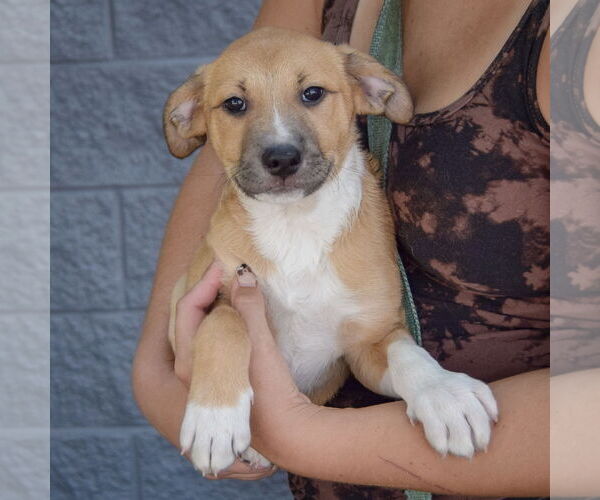 Medium Photo #3 Mutt Puppy For Sale in Huntley, IL, USA