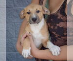 Small #2 Mutt