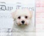 Small Photo #2 Bichon Frise Puppy For Sale in BEL AIR, MD, USA