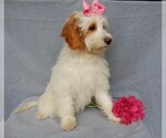 Small #2 Goldendoodle (Miniature)