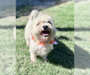 Mutt Dogs for adoption in McKinney, TX, USA