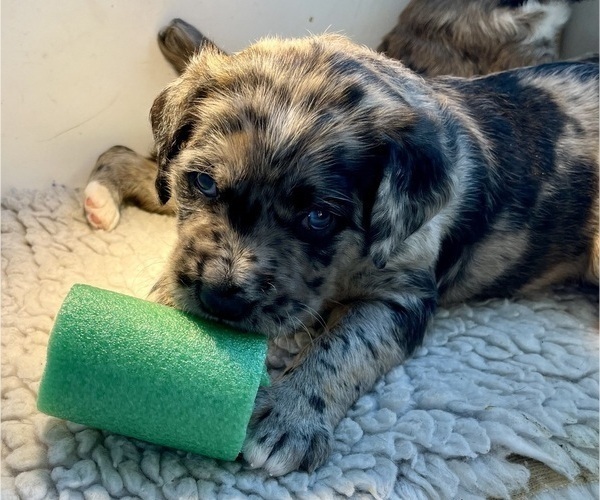 Medium Photo #36 Boxer-Poodle (Standard) Mix Puppy For Sale in WEST POINT, VA, USA