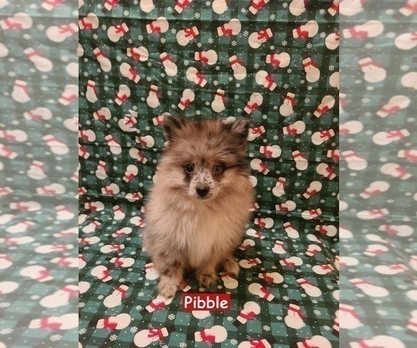 Medium Photo #2 Pomeranian Puppy For Sale in CLARKSVILLE, TN, USA