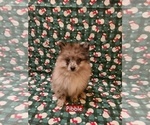 Small #1 Pomeranian