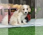 Small #1 Bichpoo-Cavalier King Charles Spaniel Mix