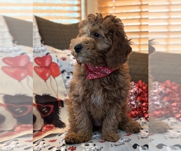 Medium Photo #15 Goldendoodle (Miniature) Puppy For Sale in SAINT MARYS, KS, USA