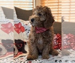 Small #14 Goldendoodle (Miniature)