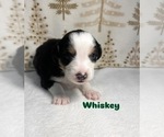 Small Photo #11 Australian Shepherd Puppy For Sale in OLD LYME, CT, USA