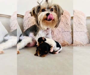 Mother of the Yorkshire Terrier puppies born on 06/17/2023