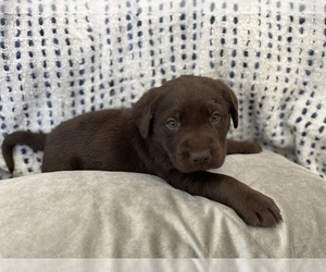 Labrador Retriever Puppy for sale in OCALA, FL, USA