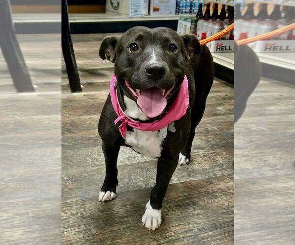 Medium Photo #4 American Staffordshire Terrier-Unknown Mix Puppy For Sale in Holly Springs, NC, USA