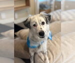 Small Australian Shepherd Mix