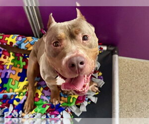 Mutt Dogs for adoption in Ames, IA, USA