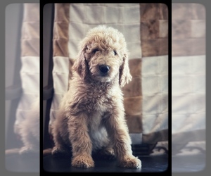 Goldendoodle Puppy for sale in MARYVILLE, MO, USA