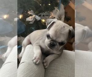 Pug Puppy for sale in MERIDEN, MN, USA