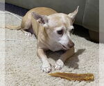Small #1 Chihuahua