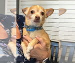 Small #2 Chihuahua Mix