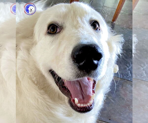 Medium Photo #1 Great Pyrenees Puppy For Sale in Spring, TX, USA