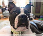 Small Boston Terrier