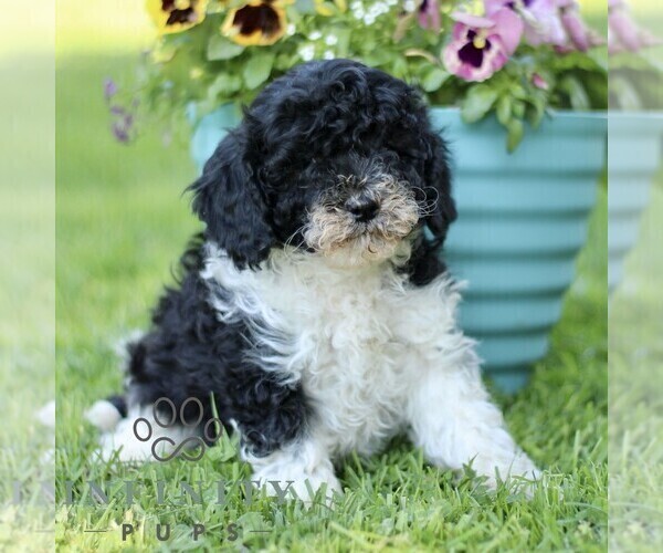 Medium Photo #3 Cavapoo (Miniature) Puppy For Sale in QUARRYVILLE, PA, USA