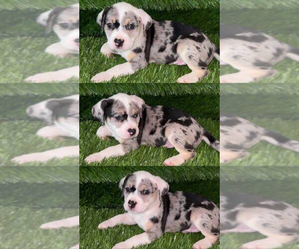 Medium Photo #7 American Bully Puppy For Sale in PERRIS, CA, USA