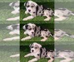 Small #6 American Bully